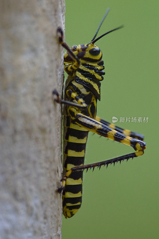 Tropidacris crista蚱蜢Nymph